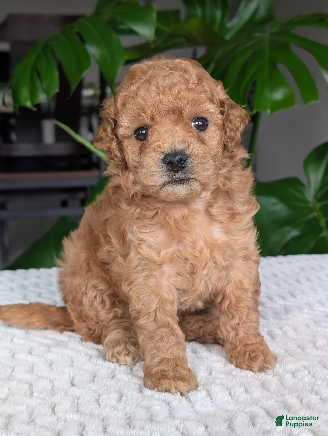 Bichpoo dogs for sale: Darla - Ad 2