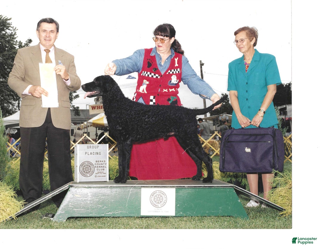 Curly Coated Retriever dogs for sale: Curly Coated Retriever Puppy 5 - Ad 7