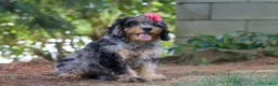 Cavapoo dogs for sale: Roxy - Ad 4