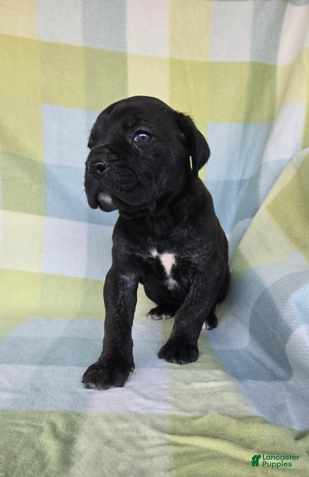 Cane Corso dogs for sale: ICCF Sadie - Ad 2