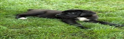 Cane Corso dogs for sale: Kody - Ad 5