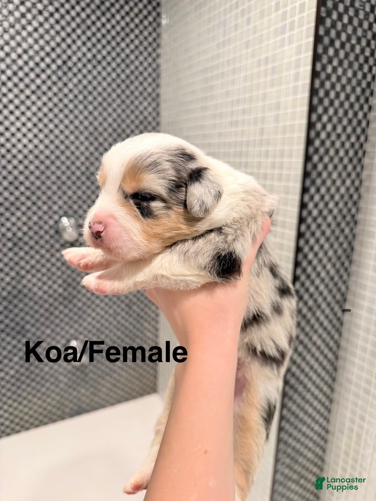 Australian Shepherd dogs Koa - Ad 6