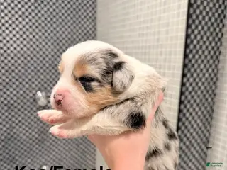 Australian Shepherd dogs Koa - Ad 6