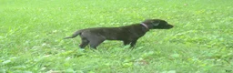 Dutch Shepherd dogs for sale: Brynn - Ad 3