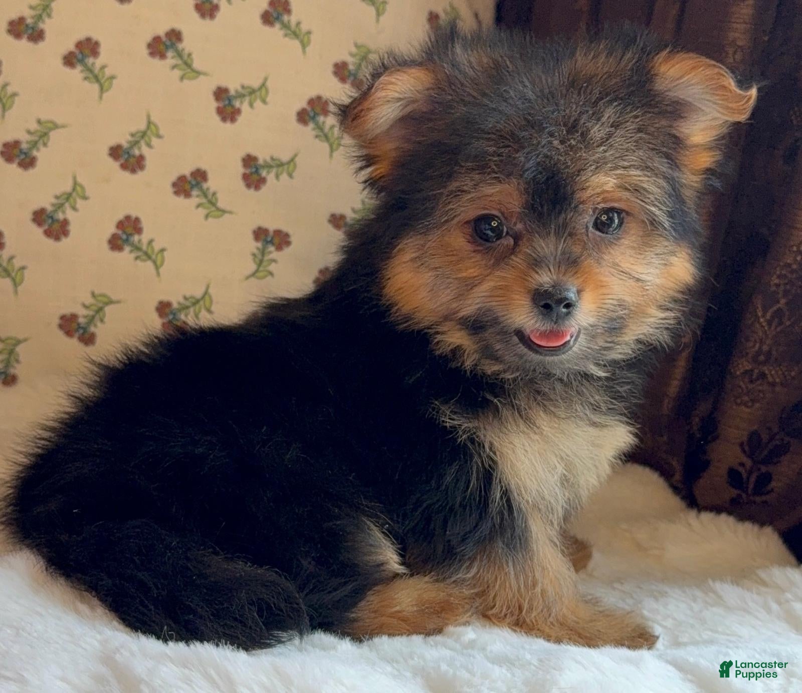 Mixed Breed dogs Designer Breed Yorkishire Terrier, Pomeranian Mix Puppy Female Roxy - Ad 16