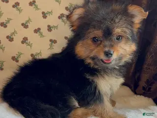 Mixed Breed dogs Designer Breed Yorkishire Terrier, Pomeranian Mix Puppy Female Roxy - Ad 17
