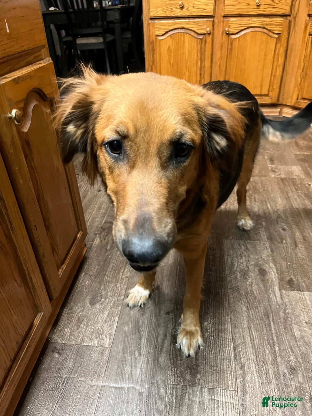 Mixed Breed dogs for sale: Mixed Breed Puppy 3 - Ad 4