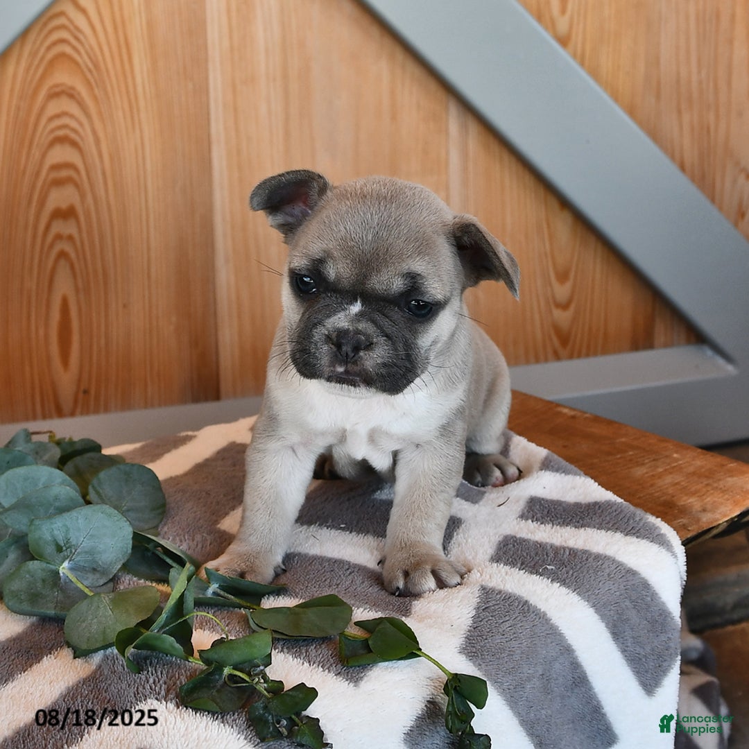French Bulldog dogs for sale: Tia - Ad 14