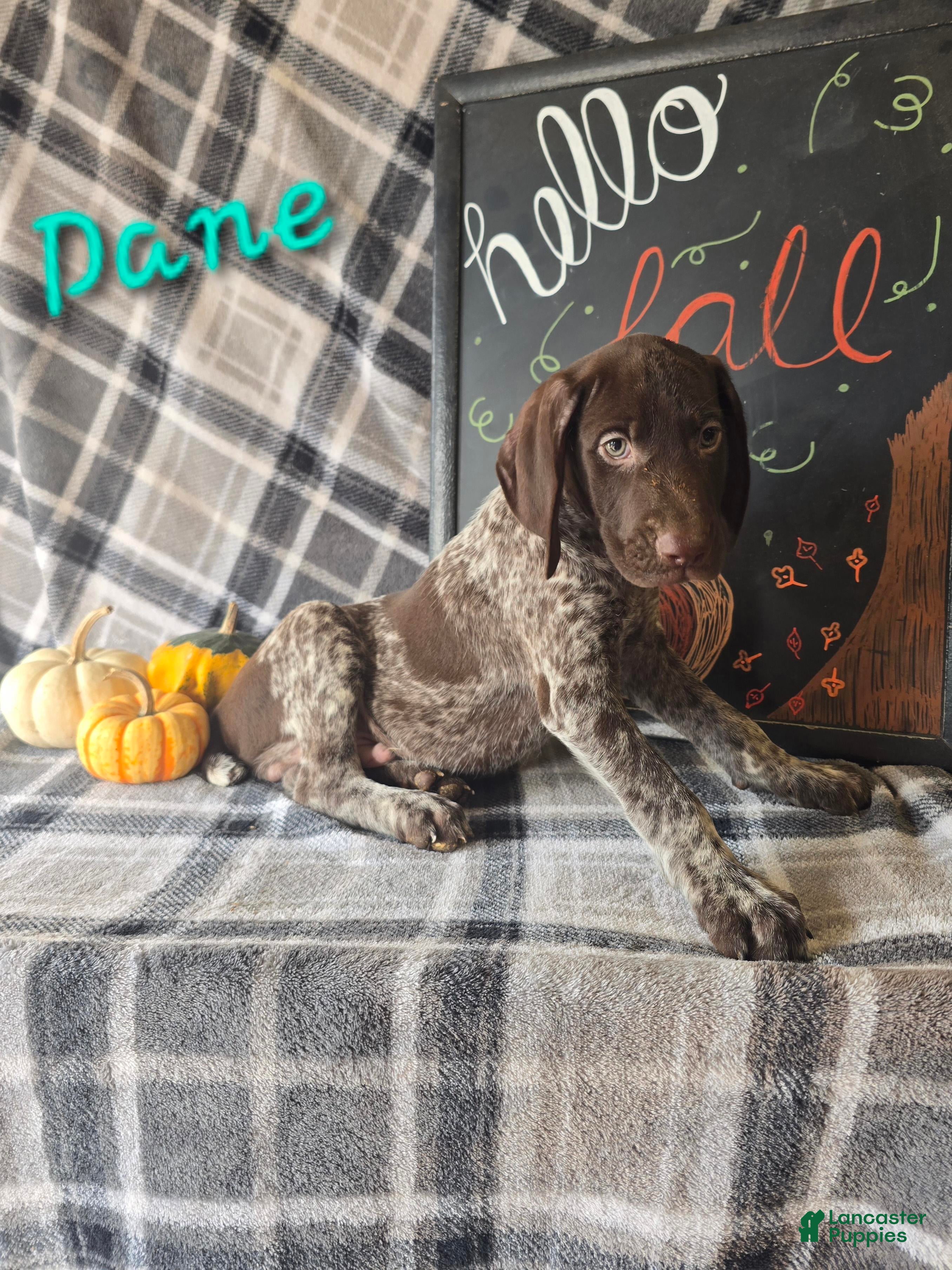 German Shorthaired Pointer dogs for sale: DANE - Ad 30
