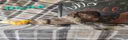 German Shorthaired Pointer dogs for sale: DANE - Ad 1