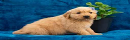 Golden Retriever dogs for sale: Tula - Ad 5