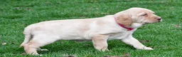 Labrador Retriever dogs for sale: Betty - Ad 2