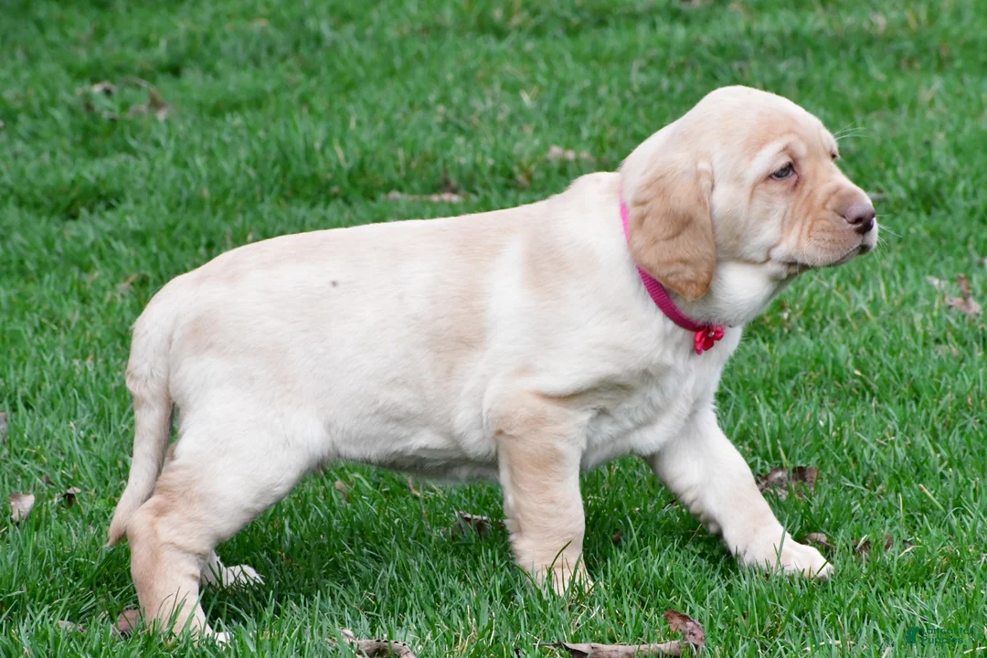 Labrador Retriever dogs for sale: Betty - Ad 2