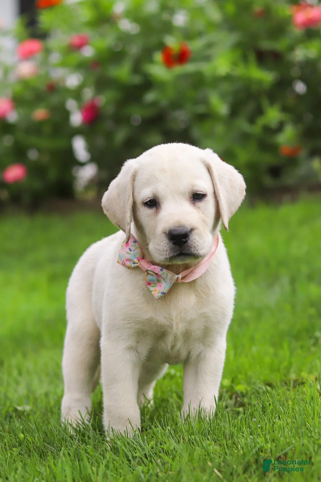 Labrador Retriever dogs for sale: Barbie - Ad 1