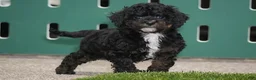 Cavapoo dogs for sale: Chris - Ad 1