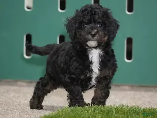 Cavapoo dogs Chris - Ad 9