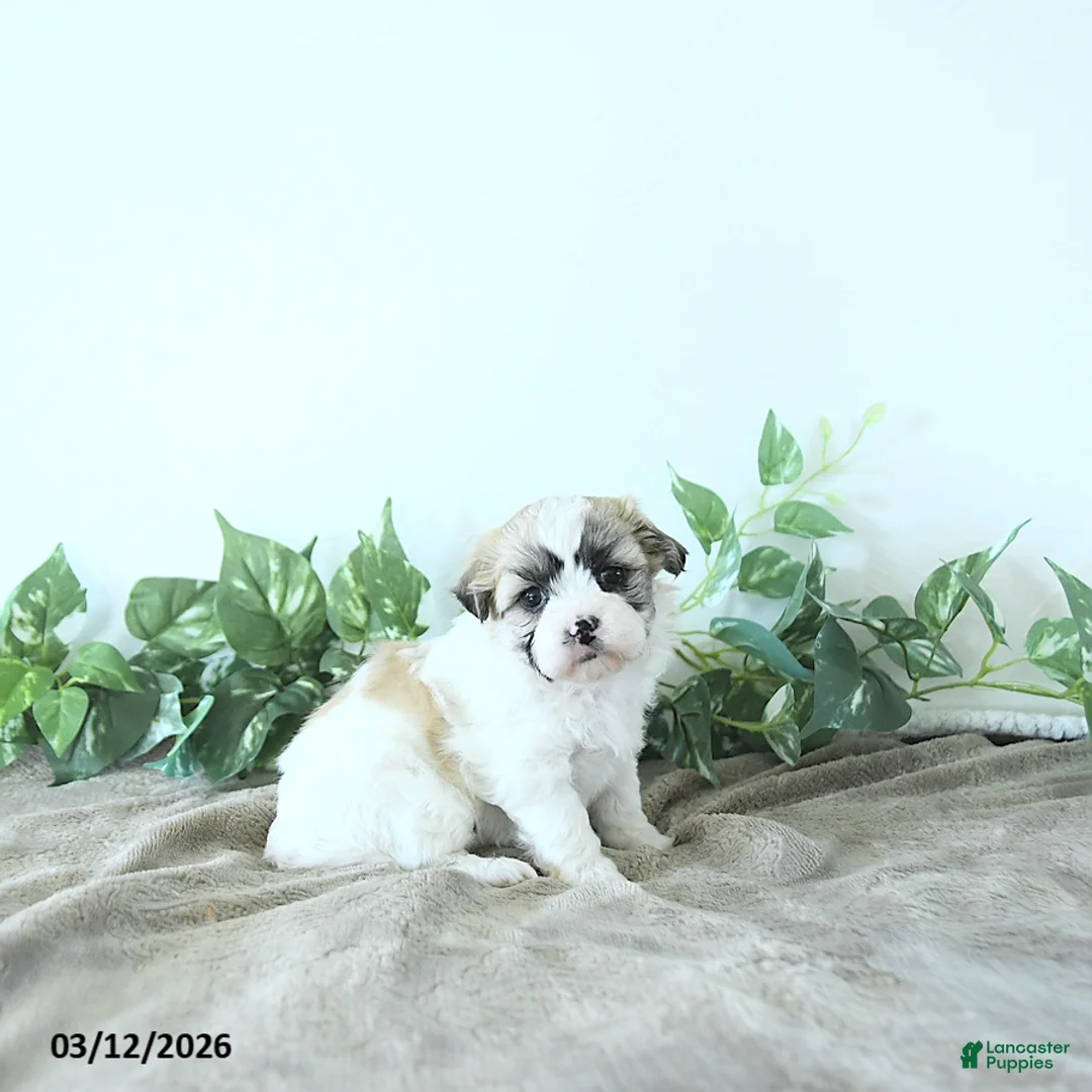 Teddy Bear dogs for sale: Molly - Ad 1