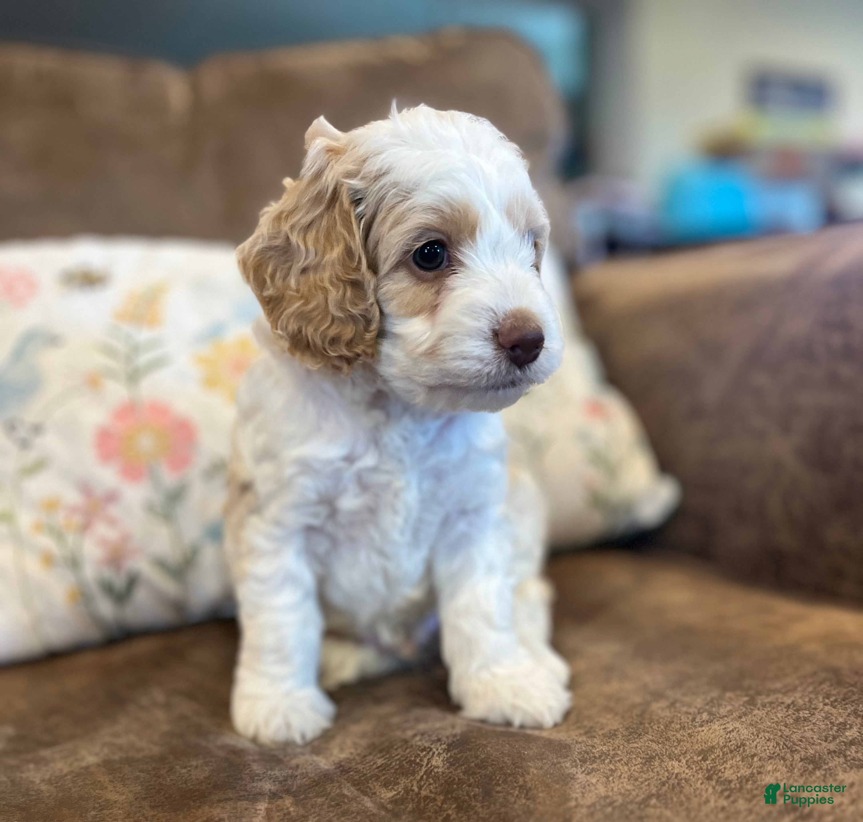 Cockapoo dogs Buff and white boy/brown nose  - Ad 4