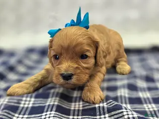 Cavapoo dogs Turquosie - Ad 10