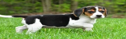 Beagle dogs for sale: Bella - Ad 8