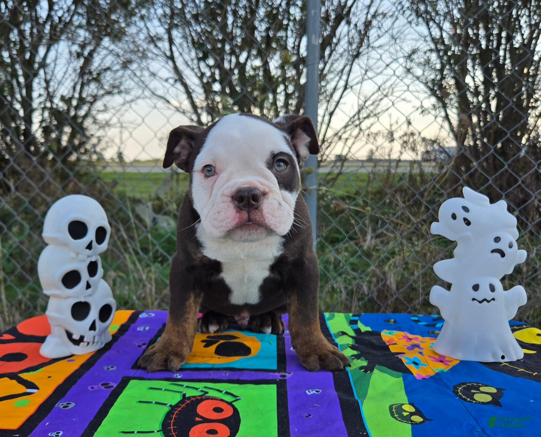 Olde English Bulldogge dogs for sale: Olde English Bulldogge Puppy Jack - Ad 6