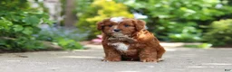 Cavapoo dogs for sale: Theo - Ad 8