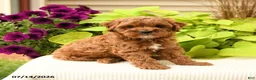 Cavapoo dogs for sale: Buddy - Ad 4
