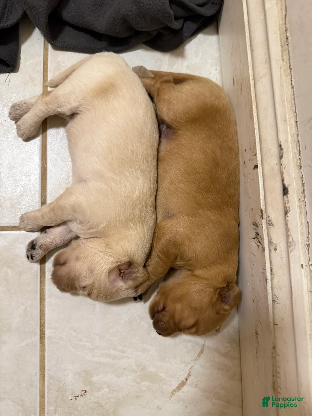 Goldendoodle dogs for sale: Big pearl  - Ad 1