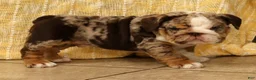 English Bulldog dogs for sale: Dozer - Ad 7