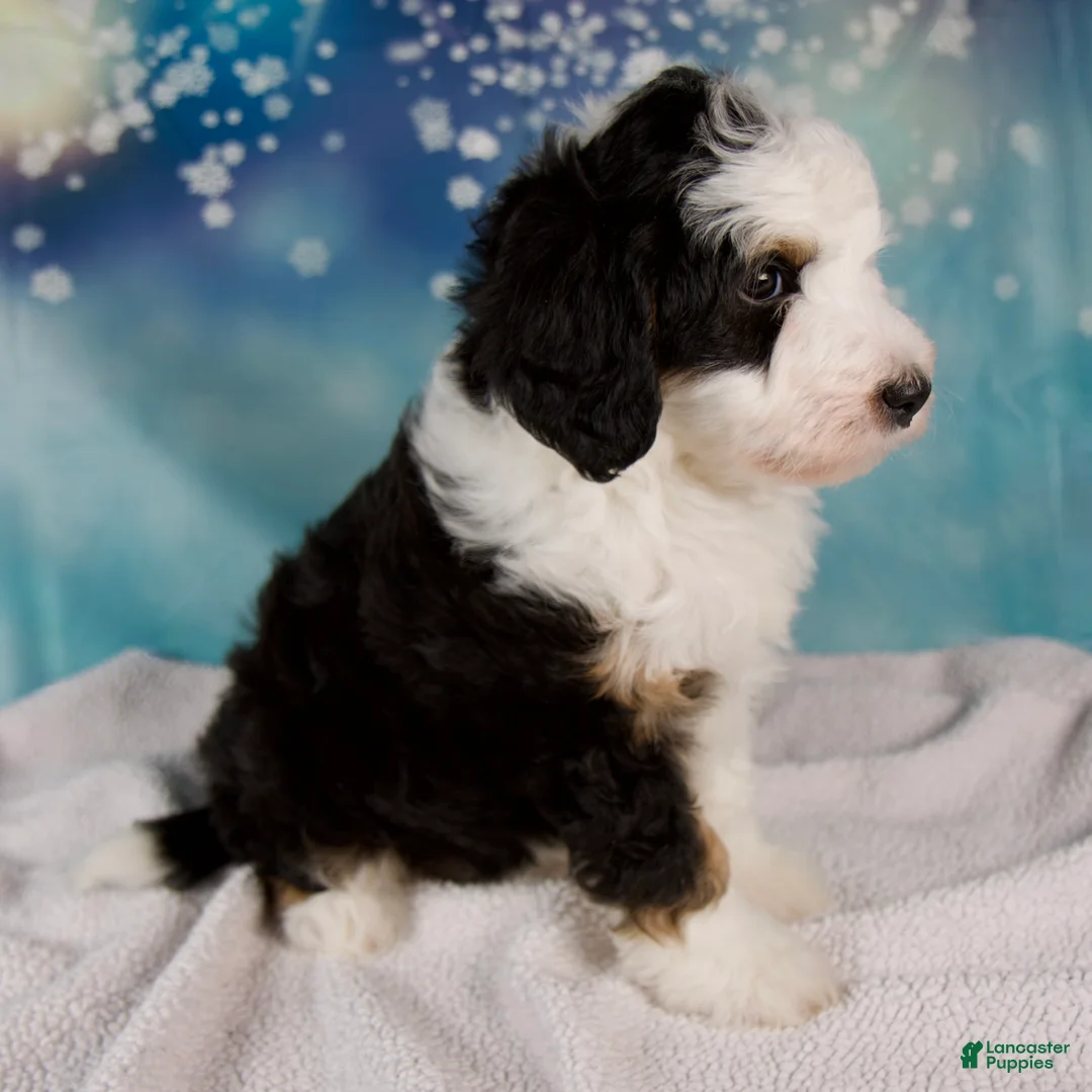 Mini Bernedoodle dogs for sale: Charles - Ad 4