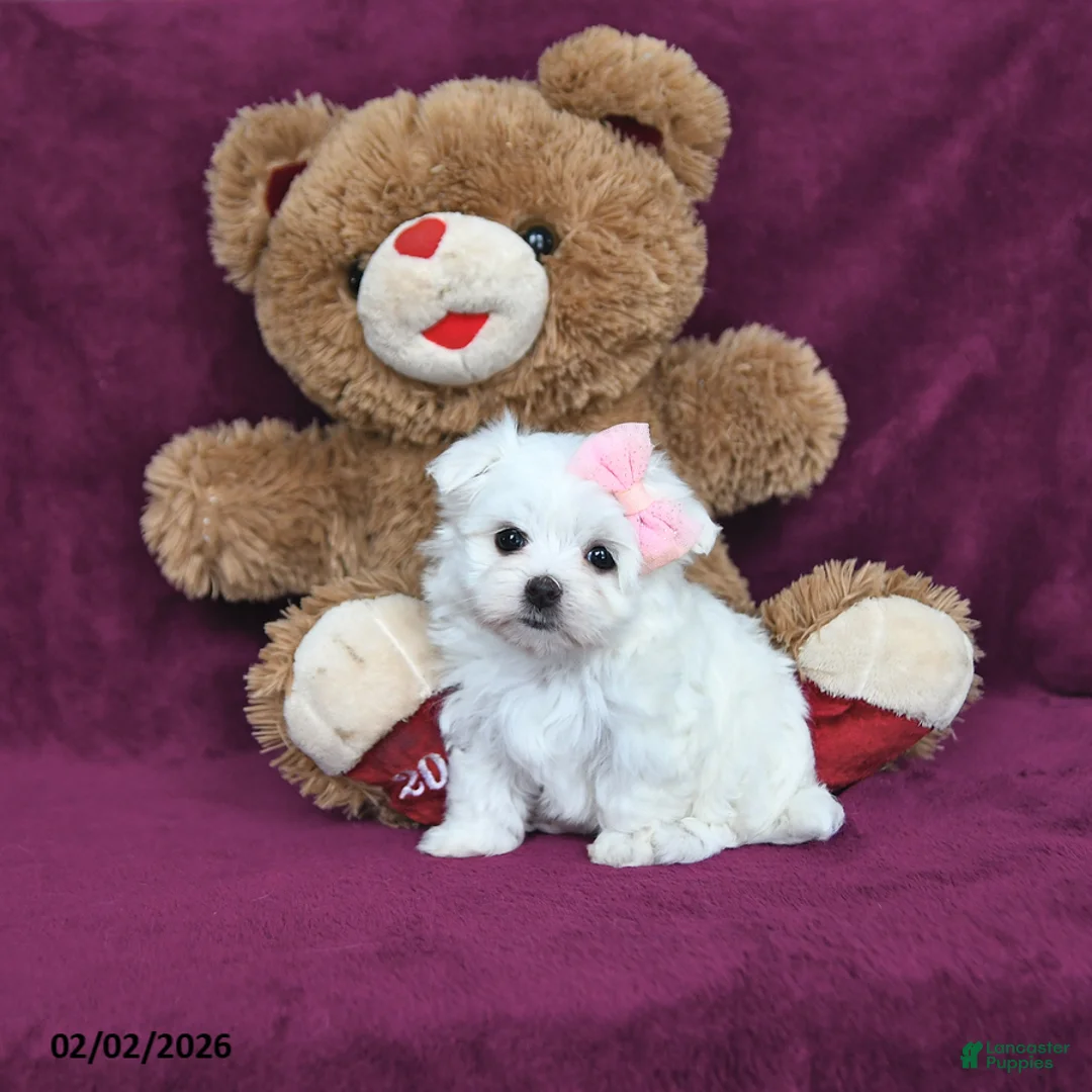 Maltese dogs for sale: Precious - Ad 5