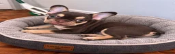 French Bulldog dogs for sale: French Bulldog 2 - Ad 6
