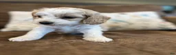 Cockapoo dogs for sale: Buff and white boy/black nose  - Ad 2