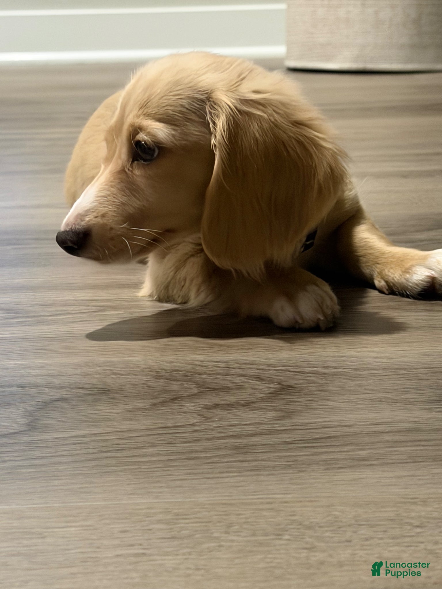 Miniature Dachshund dogs Miniature Dachshund Puppy 1 - Ad 9