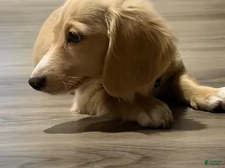 Miniature Dachshund dogs Miniature Dachshund Puppy 1 - Ad 9