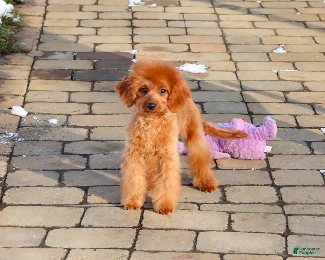 Cavapoo dogs for sale: Beauty  - Ad 17