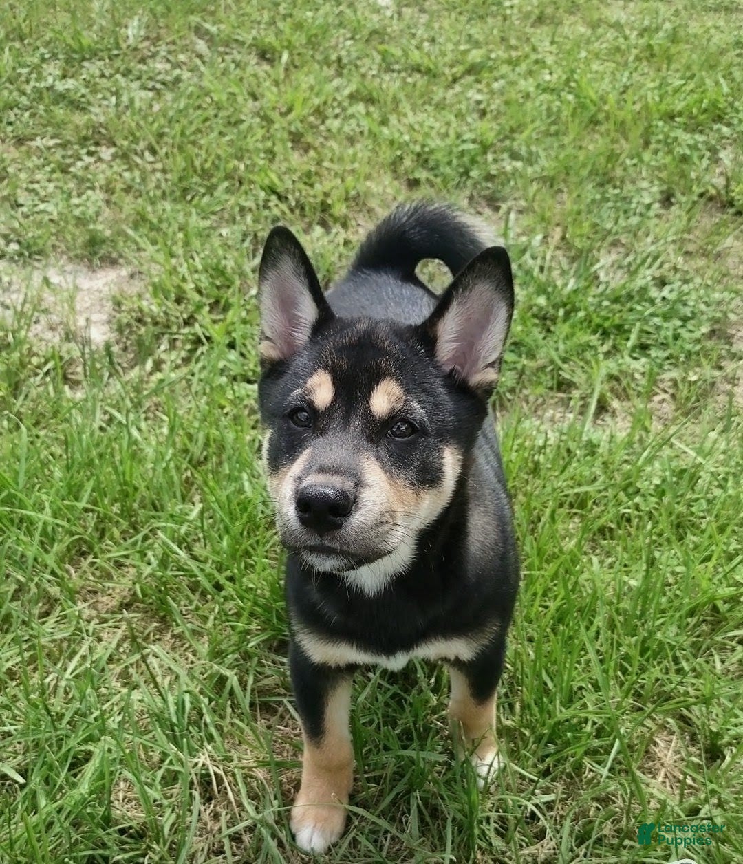 Shiba Inu dogs Baki  - Ad 7