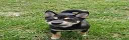Shiba Inu dogs for sale: Baki  - Ad 1