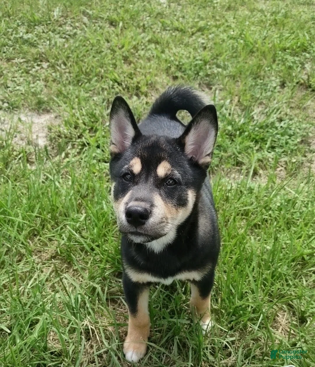 Shiba Inu dogs for sale: Baki  - Ad 1