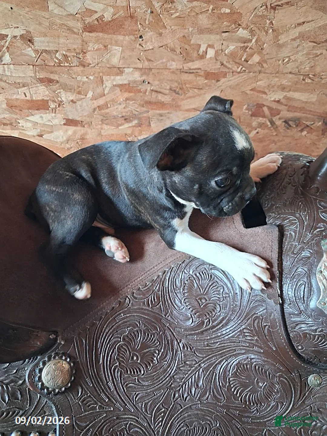 Boston Terrier dogs for sale: Joel - Ad 2