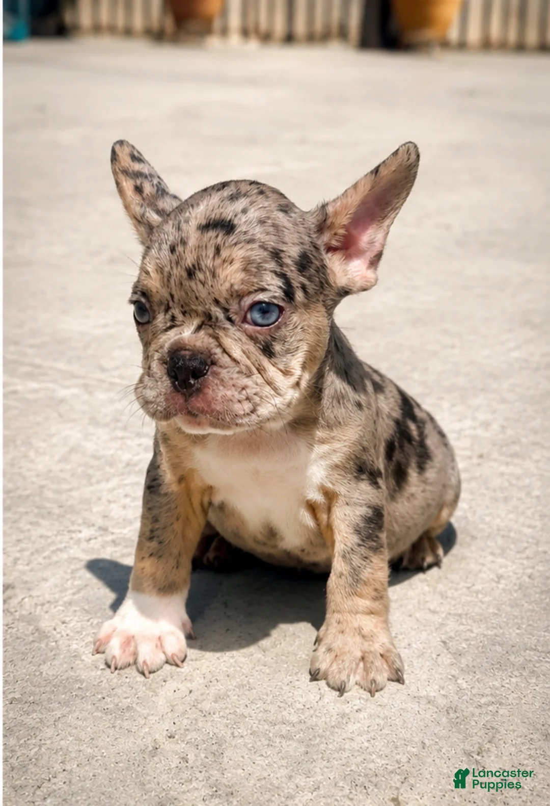 French Bulldog dogs for sale: Future - Ad 4