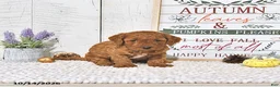 Mini Goldendoodle dogs for sale: Autumn - Ad 3