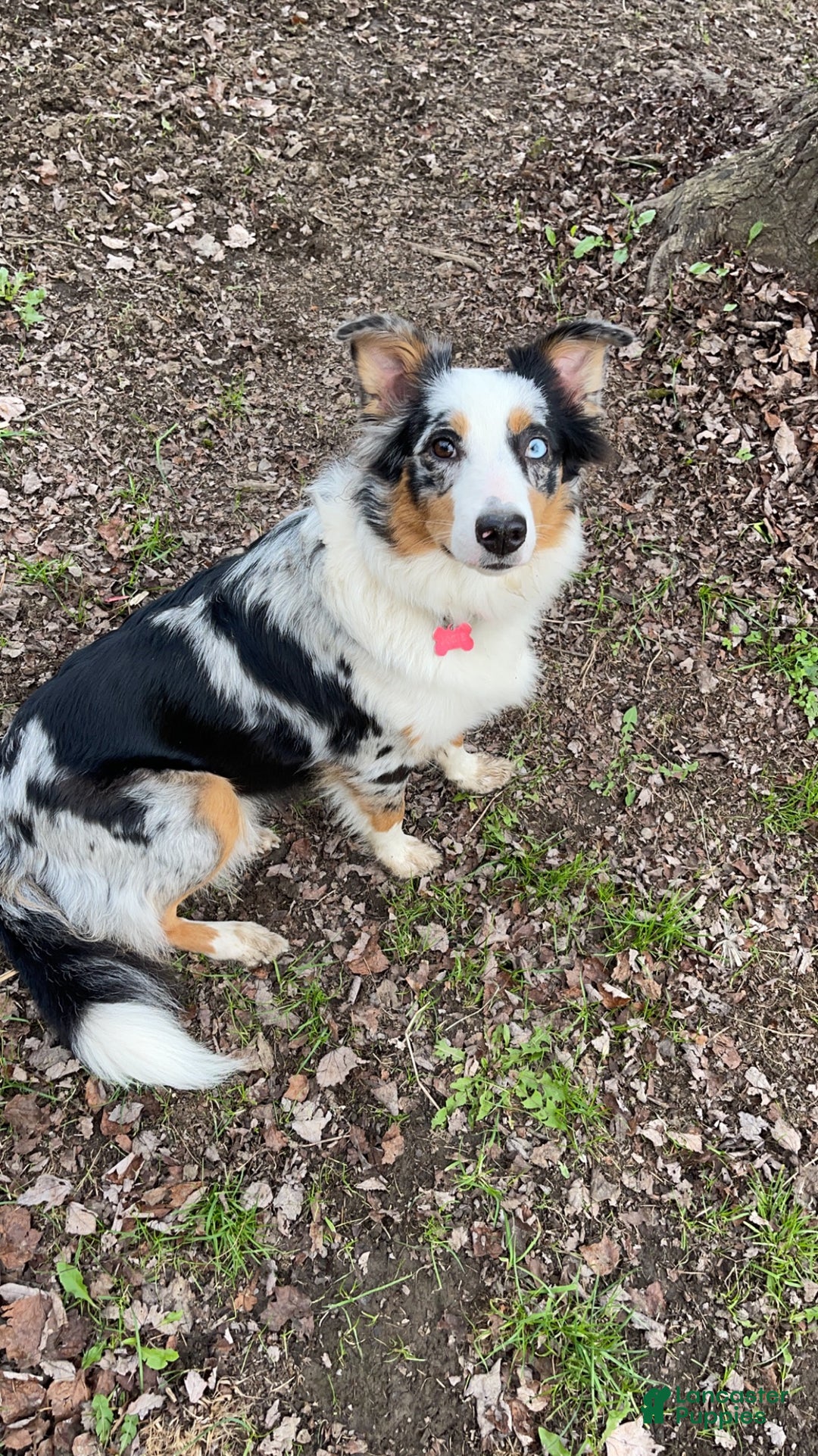 Mixed Breed dogs for sale: Milo - Ad 3