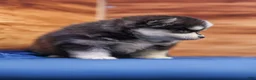 Pomsky dogs for sale: Diamond - Ad 5