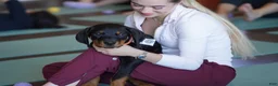 Rottweiler dogs for sale: Vermithor - Ad 11