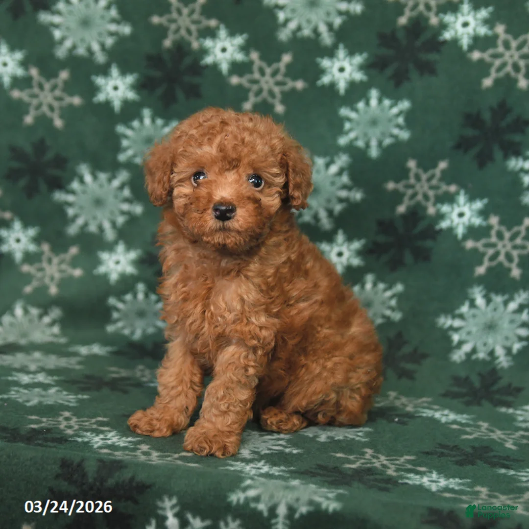 Toy Poodle dogs for sale: Foxy - Ad 1
