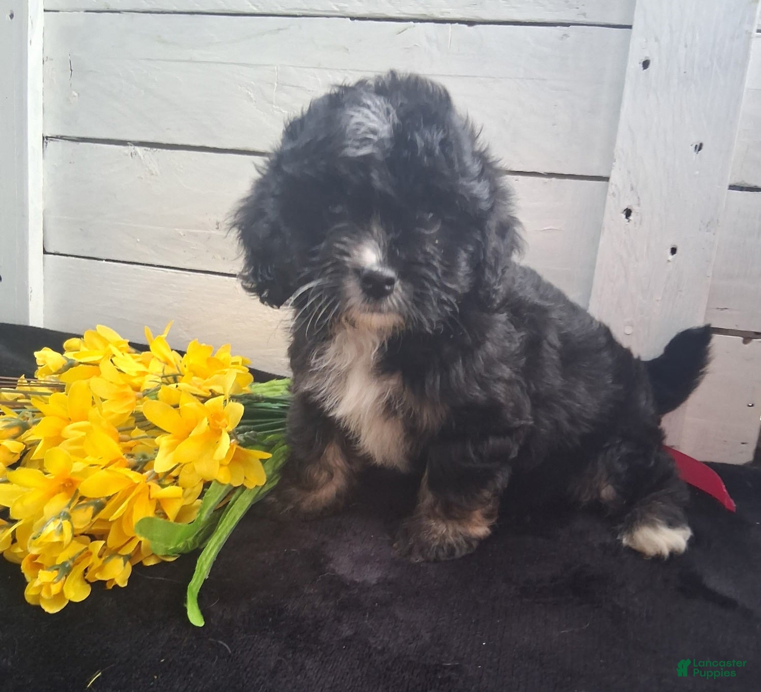 Lhasapoo dogs Tulip - Ad 1