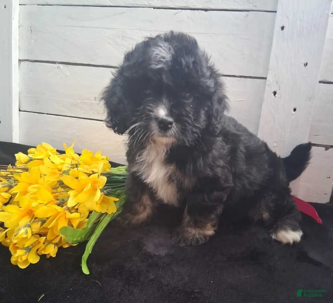 Lhasapoo dogs for sale: Tulip - Ad 1