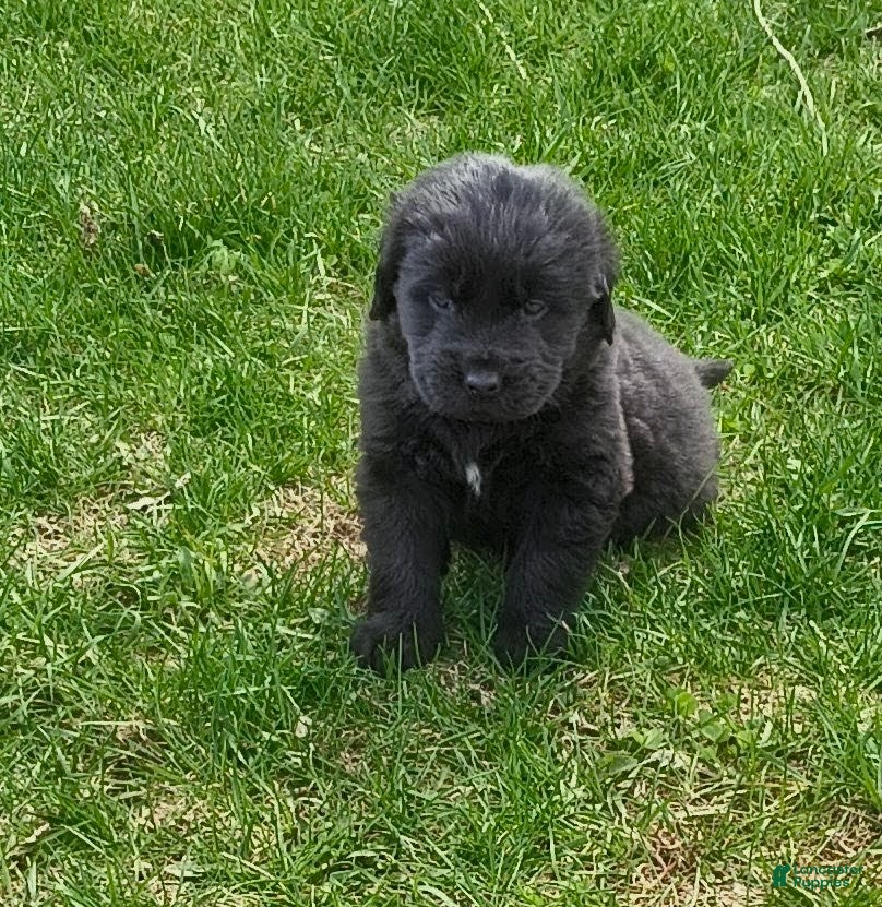 Newfoundland dogs Dark Blue collar  - Ad 8