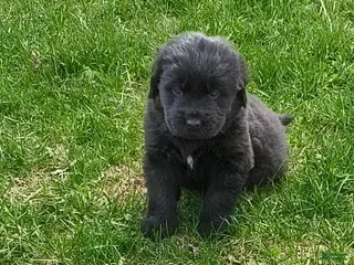 Newfoundland dogs Dark Blue collar - Ad 8